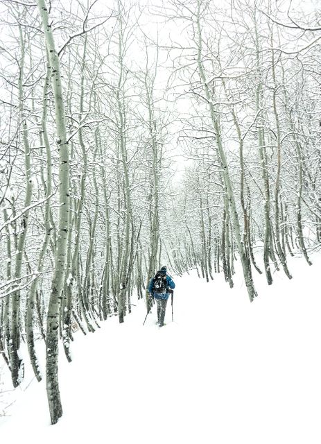 A solitary hiker wearing warm winter gear is trekking through a forest filled with leafless aspen trees on a snow-covered path. This scene is ideal for use in winter adventure magazines, travel blogs, and outdoor exploration advertisements. The wintery wonderland and serene atmosphere highlight themes of solitude, adventure, and nature’s beauty.