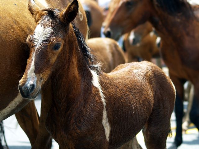 Foal standing closely to adult horses under the sunlight. Ideal for editorial use in farming or agricultural publications capturing rural life, nature, and animals.