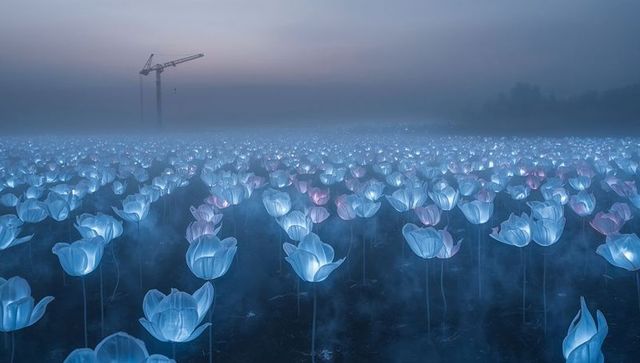 Glowing bioluminescent tulip field at misty dawn with crane silhouette and twilight glow