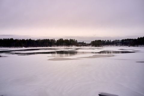 Pastel sunrise reflecting on partly frozen lake with pine forest horizon