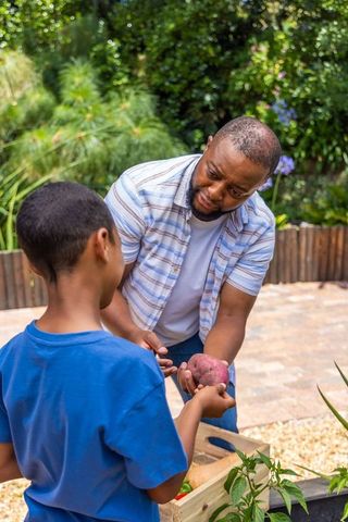 African american father teaching son gardening, handing purple sweet potato in backyard