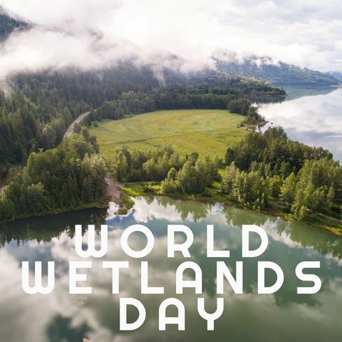 Serene Wetland Landscape for World Wetlands Day Celebration