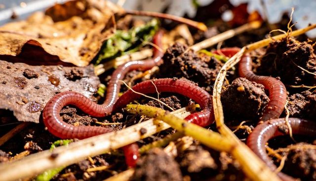 Closeup earthworms wriggling through moist garden soil with decaying leaves and roots