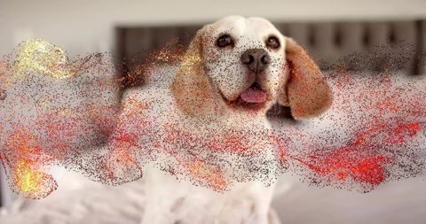 Beagle lounging on plush bed with glitter overlay and warm bedroom vibe