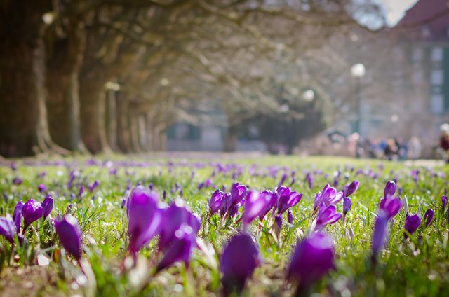 This serene spring scene showcases violet crocus flowers in full bloom in a sunlit park. Perfect for websites, blogs, and publications focusing on nature, seasons, gardening, or landscapes. Ideal for promoting outdoor activities, spring events, and flower festivals.