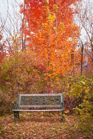 Peaceful park bench amidst vibrant autumn foliage