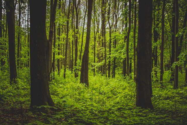Dense Forest with Lush Green Foliage in Spring - Download Free Stock Photos Pikwizard.com