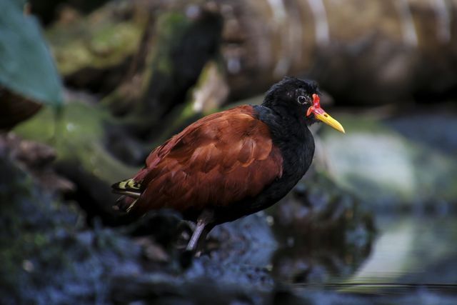 Northern Jacana with striking red and yellow beak and brown plumage, standing by a stream in a tropical forest. Ideal for nature and wildlife enthusiasts, birdwatching communities, and ecological educational materials. Could highlight natural habitat, species conservation, or biodiversity.