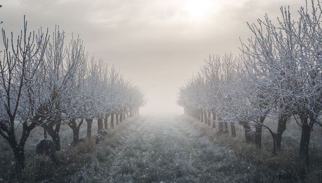 Frosty orchard avenue disappearing into mist with symmetrical snow-laden trees