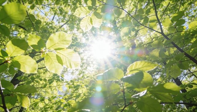 Sunburst through translucent green leaves in woodland canopy with rainbow lens flare