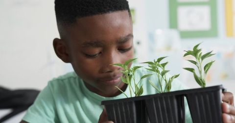 African american boy examining seedlings during hands-on classroom science project