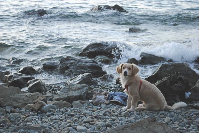 Golden retriever puppy sitting on rocky seashore with ocean waves crashing on rocks. Perfect for use in pet-themed promotions, outdoor adventure blogs, nature magazines, and travel websites emphasizing dog-friendly locations.
