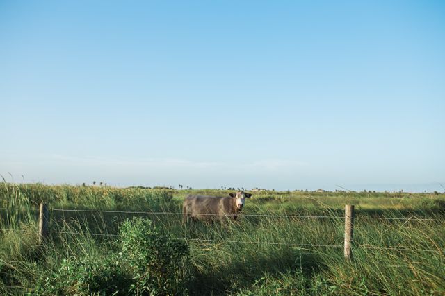 Buffalo grazing in a lush green pasture under a clear blue sky, showcasing rural agricultural life. Perfect for use in countryside and farming-related content, agricultural advertisements, or illustrating peaceful, serene landscapes.
