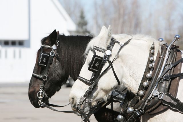Two draft horses, one black and one white, standing side by side in harness. Suitable for depicting teamwork, farming, or rural life themes. Great for agricultural publications, equestrian magazines, and rustic lifestyle promotions.