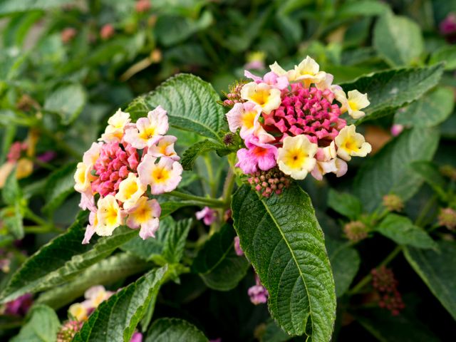Perfect for use in gardening blogs, flower identification guides, and promotional material for botany and garden-related services. Captures vibrant and detailed view of blooming Lantana flowers, highlighting their diverse colors and textures surrounded by lush green leaves.