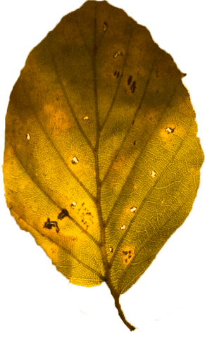 digital illustration of yellow leaf with transparent background - Download Free Stock Videos Pikwizard.com