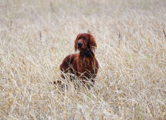 Irish Setter sitting in a field of tall, dry grass, showing its dark brown coat. Perfect for themes related to nature, pets, hunting dogs, and outdoor activities. Useful for wildlife magazines, dog training materials, pet adoption promotions, and nature blogs.