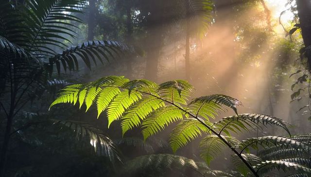 Sunlit fern frond catching golden beams in misty rainforest understory, backlit dawn leaf