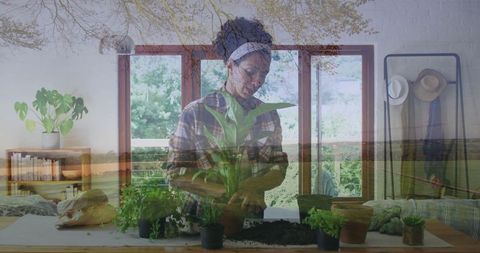 Woman engaged in indoor gardening in sunlit living space