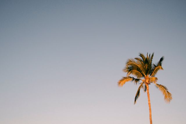 Photo of a single palm tree standing against a clear sky during sunset, with a warm glow. Perfect for use in travel brochures, vacation advertisements, tropical themes, or to evoke feelings of relaxation and serenity. Ideal for use on websites, social media, or print materials promoting peaceful getaways or tropical destinations.