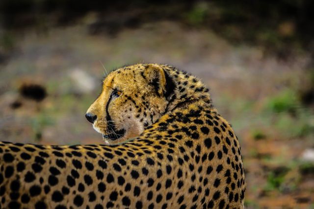 Cheetah captured in its natural environment looking back left. Perfect for wildlife photography, educational content, animal documentaries, and nature conservation campaigns.