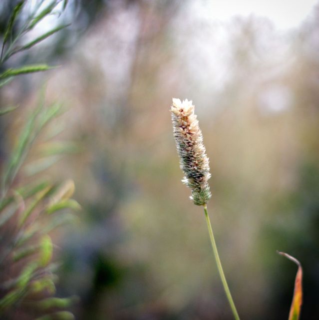 Close-up of a single grass seed head standing against a soft focus background showcasing natural greenery and bokeh effect. Suitable for use in nature-themed projects, backgrounds for text, and environmental presentations.