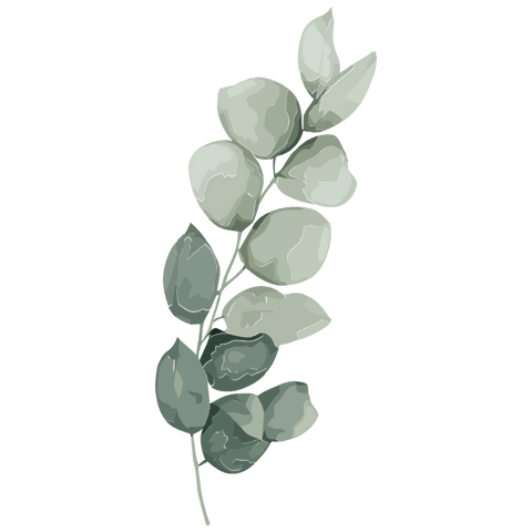 Transparent watercolor eucalyptus sprig on transparent background minimalist botanical element