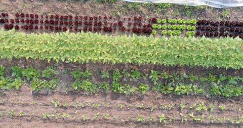 Aerial View of Diverse Garden Vegetation in Structured Rows
