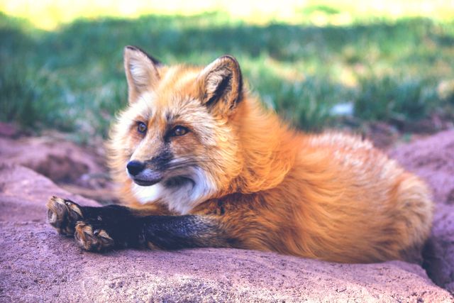 Close-up of a red fox resting on a rock in its natural habitat. Ideal for use in wildlife documentaries, nature magazines, educational materials, and conservation awareness campaigns. The vibrant colors and calm demeanor of the fox can also make it a great addition to wall art, prints, and posters focused on animals and wildlife.