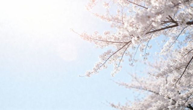 Blooming cherry blossom branches reaching into blue sky with soft sunlight and bokeh