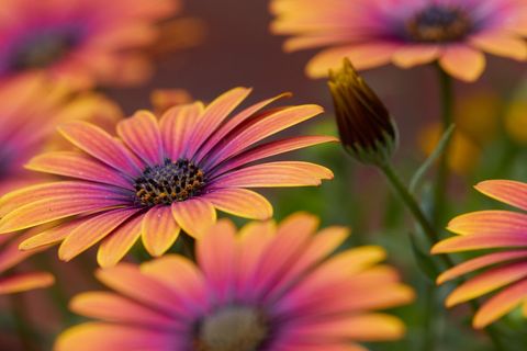 Vivid Orange and Pink African Daisies in Bloom
