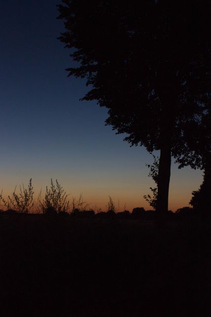 Serene Sunset with Dark Tree Silhouette - Download Free Stock Photos Pikwizard.com