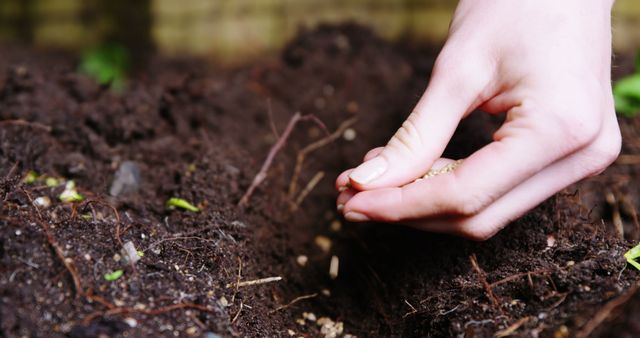 A Caucasian hand is shown planting seeds in fertile soil, with copy space. Gardening activities like this connect people with nature and promote sustainable living.