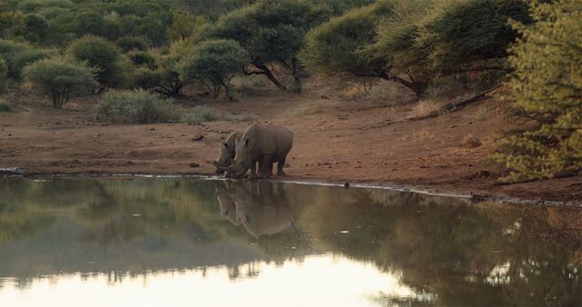 Two rhinoseros drinking from lake with copy space. Wild animal, wildlife, nature and african animals concept.
