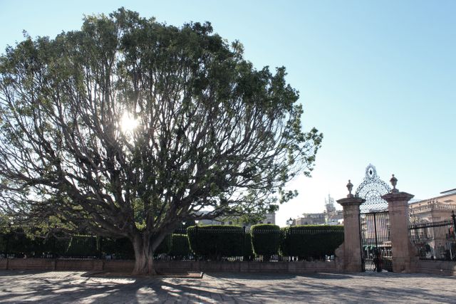 Perfect for nature and urban landscaping themes, this image depicts a large tree providing shade in a park setting near a decorative iron gate. Use it to showcase tranquility in city parks, focus on urban greenery preservation, or highlight the blend of natural and man-made elements in public spaces.
