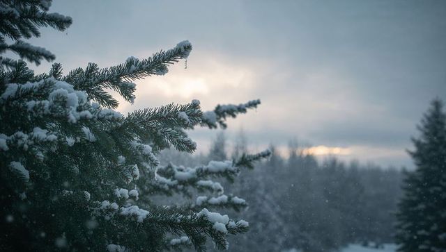 Snow-covered evergreen branch at dawn with soft falling snow and misty forest background
