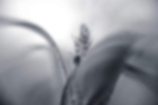 Image captures a close-up abstract black and white view of a plant, highlighting the soft, blurred textures and minimalist design. Perfect for wall art, backgrounds, website headers, or to add a touch of sophistication to any design project focusing on nature or tranquility.