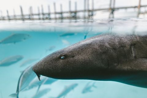 Close-up of shark swimming underwater with small fish