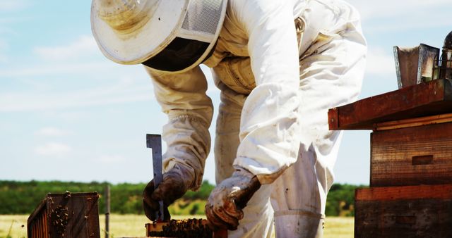 A beekeeper is bent over inspecting a hive while wearing full protective gear on a sunny day in a rural field. This image highlights the practices of modern beekeeping and is suitable for use in articles or promotional materials related to agriculture, beekeeping, sustainable practices, agritourism, and environmental conservation.
