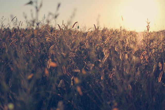 Golden wild grasses backlit by the late afternoon sun, creating a serene and tranquil atmosphere. Great for backgrounds, nature themes, outdoor and rural concepts, and autumn or harvest season promotions.