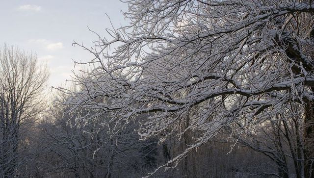 Snow-coated branches stretching across frosty winter woodland at sunrise