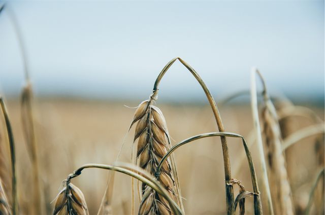 Wheat plants fields  - Download Free Stock Photos Pikwizard.com