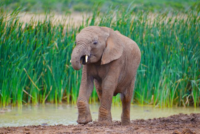 Addo national park elephant south africa young elephant - Download Free Stock Photos Pikwizard.com