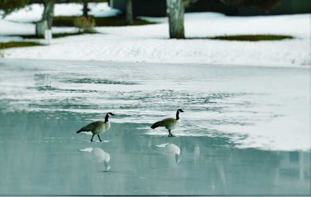 Two Canada Geese Walking on Icy Winter Lake - Download Free Stock Photos Pikwizard.com