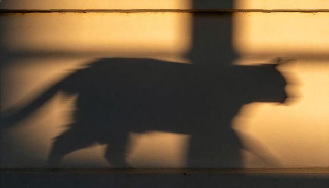Shadow silhouette walking cat on sunlit stucco wall at golden hour with pole shadow