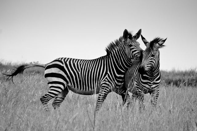 Two Zebras Playfully Interacting in African Savannah - Download Free Stock Photos Pikwizard.com