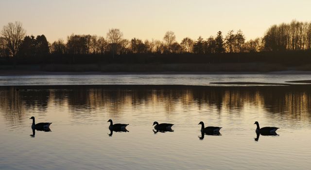 Geese swimming in a line on calm lake water during sunset. Perfect for nature-themed projects, wildlife photography collections, and environmental awareness campaigns. Ideal for use in travel brochures, outdoor activity promotions, or calming nature scene backgrounds.
