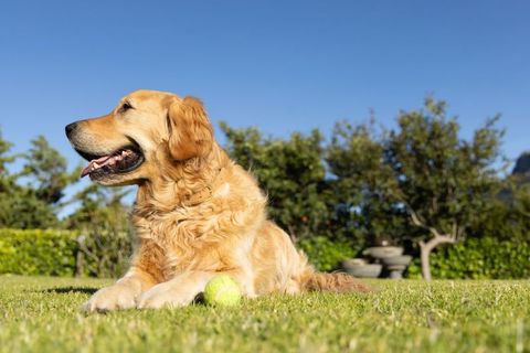 Golden retriever relaxing on sunny backyard lawn with tennis ball, summer pet leisure