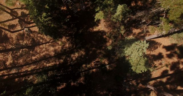An overhead perspective showcasing a tal forest canopy with sunlight casting shadows. Ideal for uses in environmental projects, nature documentaries, outdoor recreational content, articles, or meditation and relaxation tools.