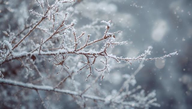 Frosted branch glistening with delicate ice crystals and soft snowy bokeh background